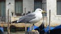 Venedig (92)
